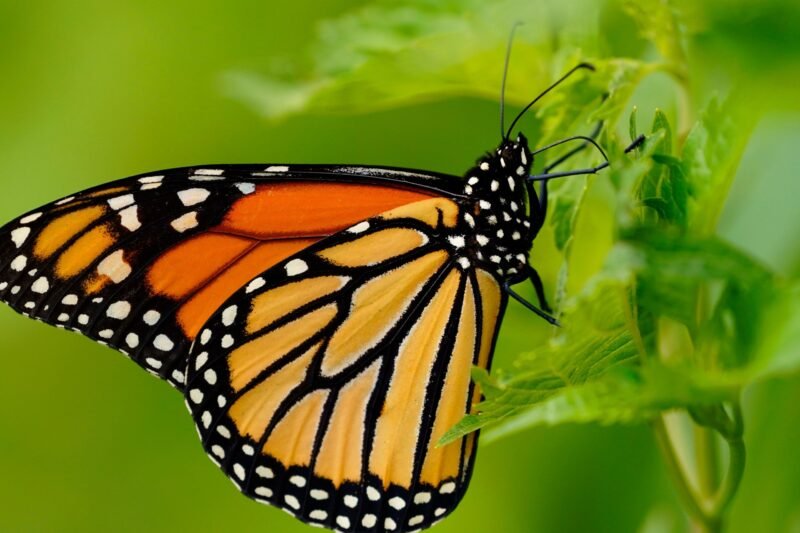 Endangered monarch butterfly population surges 64 percent | Environment