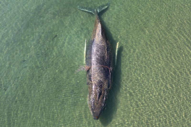 Rescuers race to save stranded whale in Germany | Newsfeed